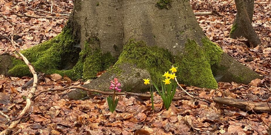 Meditative Stunde 'Mit allen Sinnen' am 20.03.2025